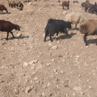 بز چاق
