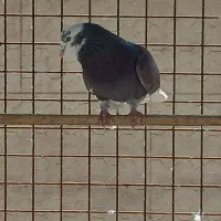 3عدد کفتر عالی