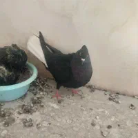 کبوتر سیاه دم سفید ماده