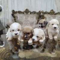 فروش سگ شیتزو تریر|سگ|آستارا, |دیوار