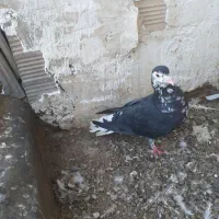 ماده افشون