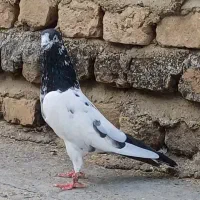 پرنده طوقی و تکپر و مسافتی