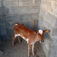 سلام ‌فروش‌گاو‌باگوساله‌وشتر|حیوانات مزرعه|میناب, |دیوار