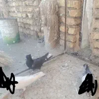 ماده دم گیر