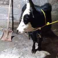 ورزا ماستی خوشکل بشرط|حیوانات مزرعه|سنگر, |دیوار