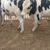 گوسال چاق|حیوانات مزرعه|شال, |دیوار