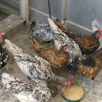 مرغ و خروس منیاتور|حیوانات مزرعه|قرچک, قشلاق جیتو|دیوار