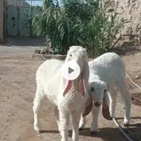 دوعدد گوسفند