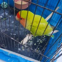 کوتوله برزیلی ماده