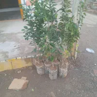 درخت|گل و گیاه طبیعی|اندیکا, |دیوار