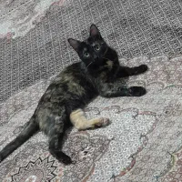 واگذاری یک خانوم کوچولوی خاص