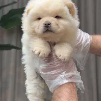 سگ توله چاوچاو چاو چاو ۶۵ روز سفید خرسی زبان بنفش