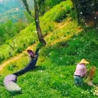 چای احمدی ، زنگ بزن بهمون تا بفهمی چای یعنی چی