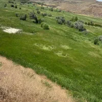 علوفه