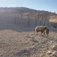 قوچ داشتی|حیوانات مزرعه|ارژن, |دیوار