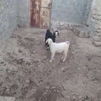 دو عدد کهر ماده به فروش می رسد