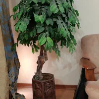 فروش دو درختچه بزرگ وزیبا