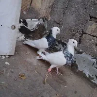 طوقی سرور ب شرط همه چیز