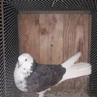 ۵ تا کفتر یا کبوتر باهم ۳۵۰ تومن