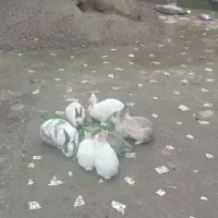 خرگوش|موش و خرگوش|شفت, |دیوار