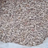 لوبیا|عمده‌فروشی|چناران, |دیوار