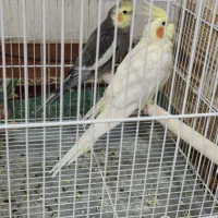 فروش سه عدد عروس هلندی|پرنده|کازرون, |دیوار