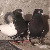 کبوتر رنگی و پرشی