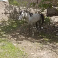 اسب نریان