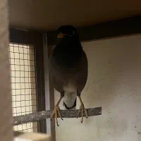 مرغ مینای کاملا دستی