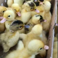 جوجه اردک|حیوانات مزرعه|قم, شهرک مهدیه (مدرس)|دیوار