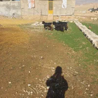 ۳ بز ابست داشتی فروش