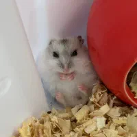 همستر کمپل