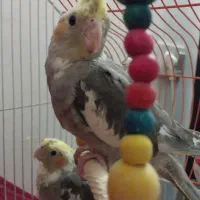 جوجه عروس هلندی دون خور ماده