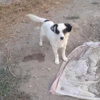 توله پاکوتاه ۷ماهه
