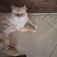 گربه نژاد دار نیازمند گربه ماده برای جفت گیری