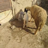 میش و بره|حیوانات مزرعه|زاگرس, |دیوار