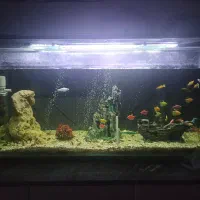 آکواریوم فروشی