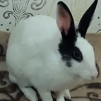 باسلام‌فروش‌خرگوش‌|موش و خرگوش|شیراز, گویم|دیوار