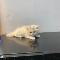 توله گربه پرشین و بیریتیش|گربه|اصفهان, نقش جهان|دیوار