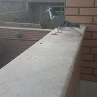 کفتر دمگیر|پرنده|حبیب آباد, |دیوار