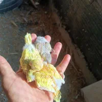 جوجه مرغ ع ش ق سرلاکی