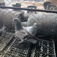 کبوتر   همه فروشی