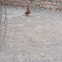 مینا سرخ کاکل ماده|پرنده|هیرمند, |دیوار