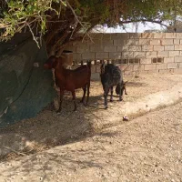 دو بز اطراف غیزانیه