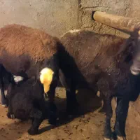 گوسفند|حیوانات مزرعه|بروجرد, |دیوار