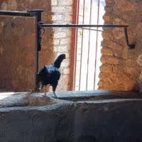 مرغ سالم|پرنده|خرمآباد, |دیوار