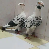 تیپ کرمانی نصف نر نصف ماده . جفت یا تک نمیدم