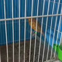 قناری شتری سرخ نرو ماده|پرنده|قوچان, |دیوار