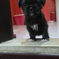 پیکینیز کراس