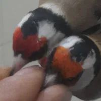 سهره سردشت|پرنده|همدان, |دیوار